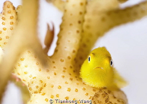 TWEETY BIRD
Redhead coralgoby by Tianhong Wang 